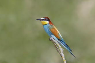 Bee-eater (Merops apiaster) sitting on a branch, breeding, wildlife, migratory bird, raptor,