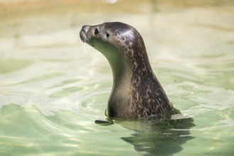 Seal (Phoca vitulina) swimming in the water, captive, Zoo Augsburg, Germany