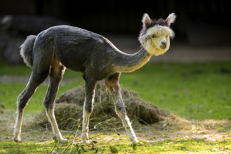 Alpaca (Lama pacos) standing on the ground, captive, Zoo Augsburg, Bavaria, Germany