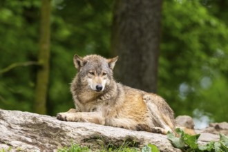 Eastern wolf (Canis lupus lycaon) lying on a little hill, Bavaria, Germany