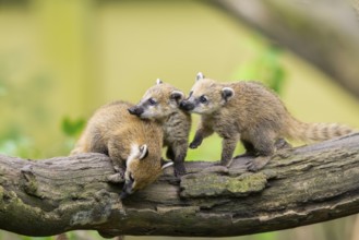 South American coati (Nasua nasua) youngsters on an old tree trunk, captive, Zoo Augsburg