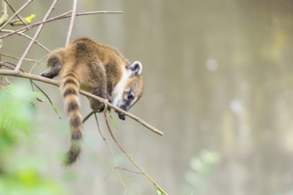 South American coati (Nasua nasua) youngster klimbing a little tree, captive, Zoo Augsburg