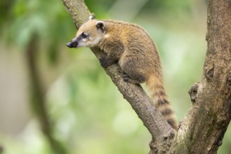 South American coati (Nasua nasua) youngster klimbing a little tree, captive, Zoo Augsburg