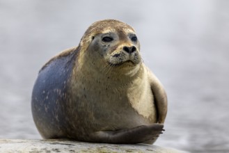 Harbour seal (Phoca vitulina) lying on a stone in the water, Mammals (Mammalia), Gravnesodden,