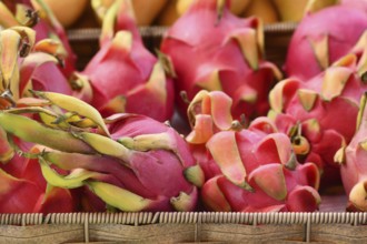 Close up of exotic Dragonfruit fruits for sale at market