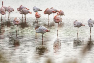 Pink flamingos (Phoenicopterus roseus), standing on one leg, sleeping, Pont de Gau bird park,