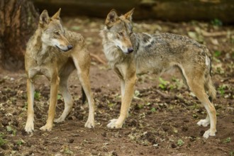 Wolf (Canis lupus), two wolves standing next to each other on a forest floor and looking