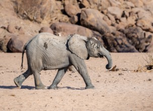 Juvenile African elephant (Loxodonta africana), desert elephant, near the Ugab River, Damaraland,