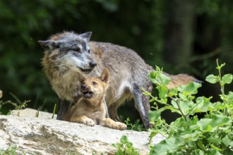 A wolf shows affection to its pup on a rock, Timberwolf, wolf, American wolf, (Canis lupus lycaon),