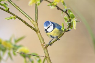 Blue tit (Parus caeruleus) Germany