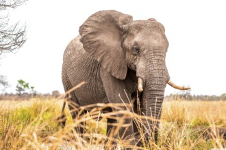 African elephant (Loxodonta africana), adult, animal portrait, Kruger National Park, South Africa