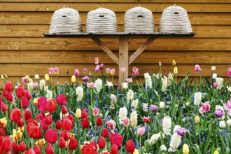 Different coloured tulips (Tulipa), colourful tulip bed, beehives, Keukenhof gardens, Lisse,