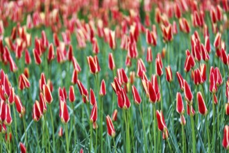 Tulipa polychroma (Tulipa), colourful tulip bed, Keukenhof gardens, Lisse, Bollenstreek, South