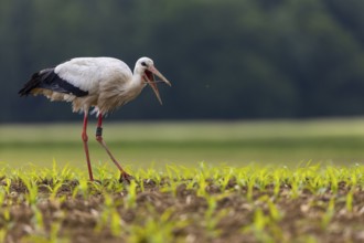 White stork (Ciconia ciconia), eating earthworm, farmland, Göggingen, Sigmaringen district,
