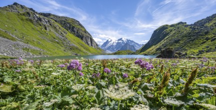 Sea of flowers at a mountain lake with view of mountain peaks, Lac du Louvie with summit Grand