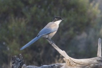Blue magpie (Cyanopica cooki), Extremadura, Castilla La Mancha, Spain