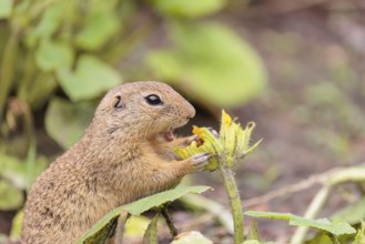 A European ground squirrel (Spermophilus citellus) or European souslik stands in an agricultural