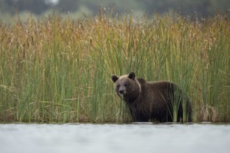 European brown bear (Ursus arctos) standing in shallow water of a lake, body of water, eating from