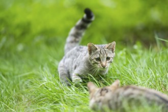 European wildcat (Felis silvestris silvestris) on a meadow, Hesse, Germany