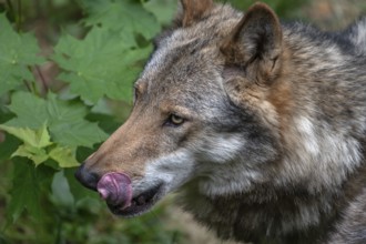 Portrait of wolf (Lupus), wildlife park, Bavaria, Germany