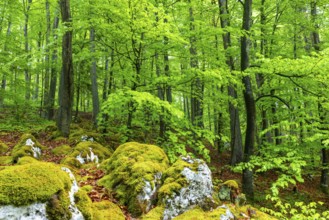 Beech (Fagus), beech family (Fagaceae), forest, fresh green, limestone, rock, Leibertingen, Upper