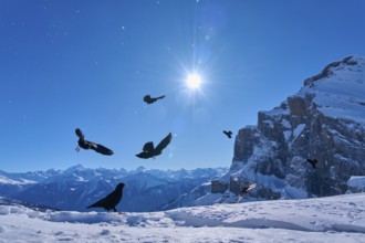 Alpine choughs (Pyrrhocorax graculus), birds over snow-covered mountains under a clear blue sky