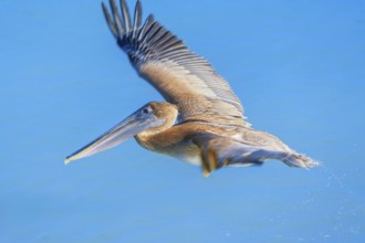 Brown pelican (Pelecanus occidentalis) in flight, Key West, Florida, USA