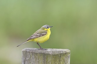 Yellow wagtail (Motacilla flava), on a pasture fence post, Dümmer, Lake Dümmer, Ochsenmoor, Hüde,