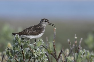 Wood Sandpiper (Tringa glareola), Varanger, Norway