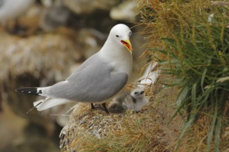 Black-legged Kittiwake (Rissa tridactyla), Farne Islands, United Kingdom