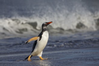 Gentoo Penguin (Pygoscelis papua) emerging from the surf, Sea Lion Island, Falkland Islands