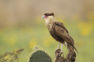 Northern Crested Caracara (Caracara cheriway) juvenile, Texas, USA