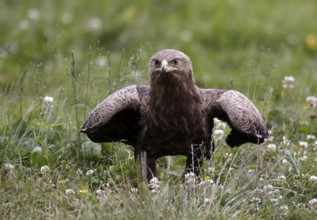 Lesser Spotted Eagle (Clanga pomarina) on grassland, Mecklenburg-Western Pomerania, Germany