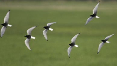 White-winged Tern (Chlidonias leucopterus) flock flying, Brandenburg, Germany