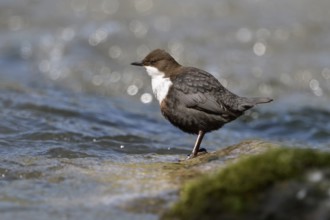 White-throated Dipper (Cinclus cinclus), North Rhine-Westphalia, Germany