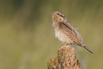 Eurasian Wryneck (Jynx torquilla) perched on a stump, Poland