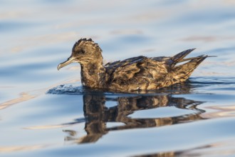 Sooty Shearwater (Ardenna grisea), Eilat, Israel
