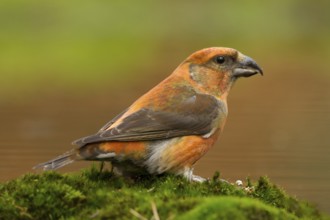 Kruisbek, Red Crossbill, Loxia curvirostra