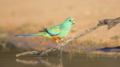 Mulga Parrot (Psephotellus varius) male perched on a branch at a waterhole, Queensland, Australia