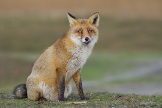 Red Fox (Vulpes vulpes) adult sitting on farm road, Netherlands