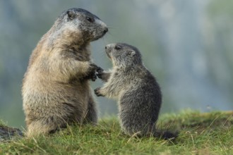 Alpine Marmot (Marmota marmota) adult with young, High Tauern National Park, Carinthia, Austria