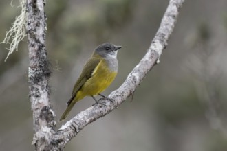 Lorentz's Whistler (Pachycephala lorentzi) perched on a branch, West Papua, Indonesia