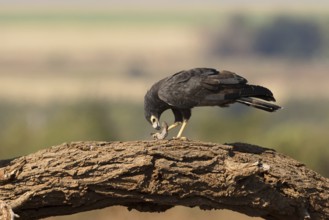 Kaalkopkiekendief met prooi, african harrier hawk with prey