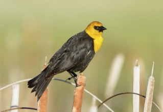 Yellow-headed Blackbird (Xanthocephalus xanthocephalus) male, British Columbia, Canada