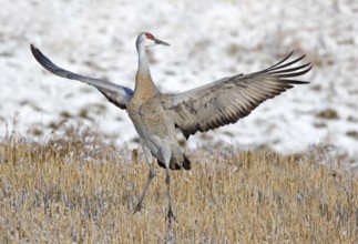 A Sandhill Crane, Grus canadensis, displaying in a field, near Saskatoon Saskatchewan