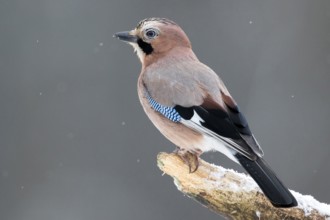 Eurasian Jay (Garrulus glandarius) perched on a branch, Bialowieca National Park, Poland