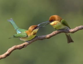 Chestnut-headed Bee-eater (Merops leschenaulti) disputing, perched on a branch, Penang, Malaysia