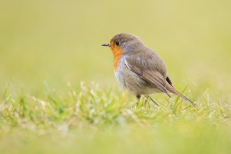 European Robin (Erithacus rubecula), Baden-Wuerttemberg, Germany