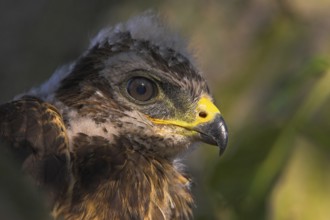 Common Buzzard (Buteo buteo) juvenile