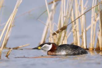 Red-necked Grebe (Podiceps grisegena), Mecklenburg-Western Pomerania, Germany
